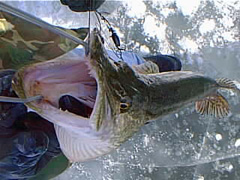 pic00081