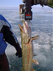 pic00084