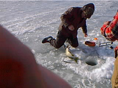 pic00099