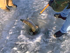 pic00108