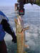 pic00084