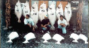 Alaskan Halibut