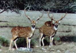 Axis Deer