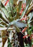Frozen Motion/Hummingbird at Mesa Verde, Colorado