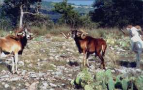 Corsican Sheep