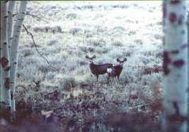 2 Muley does framed in birches in Colorado
