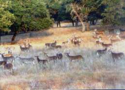 32 Whitetail Bucks  Trophys in Texas