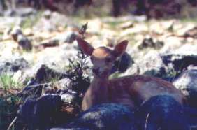 Baby Deer
