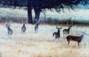Trophy Texas Bucks