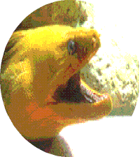 eel