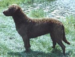 chesapeake
