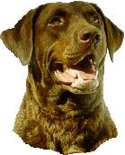Gunner the chesapeake