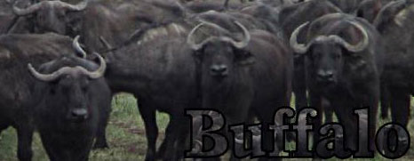 Herd of Buffalo