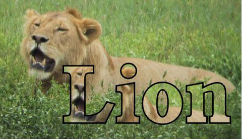 Lion