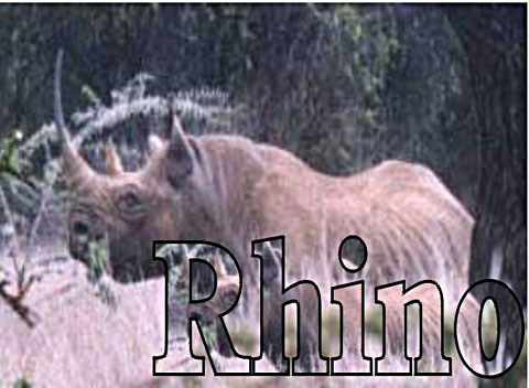 Rhino