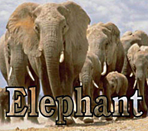 Elephant