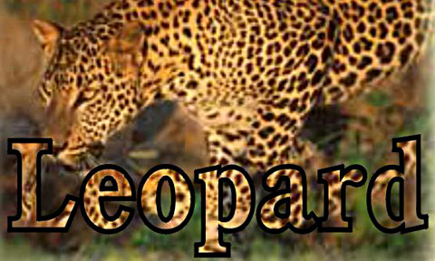 Leopard