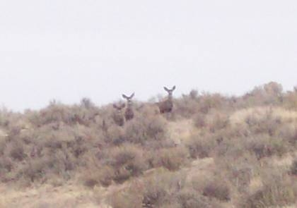 Mule Deer